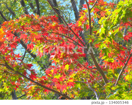 もみじ谷の鮮やかな紅葉 自然風景(2025年11月) もみじ谷の鮮やかな紅葉 自然風景(2025年11月) 134005346