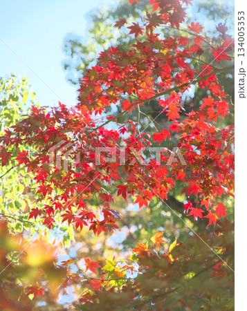 もみじ谷の鮮やかな紅葉　　自然風景（2025年11月） 134005353