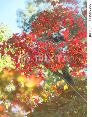 もみじ谷の鮮やかな紅葉　　自然風景（2025年11月） 134005355