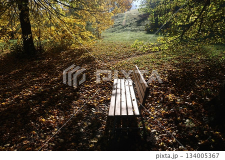 Wooden bench sits in a field of leaves 134005367