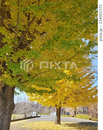 草深公園の色づいた二本の銀杏-3 134005373