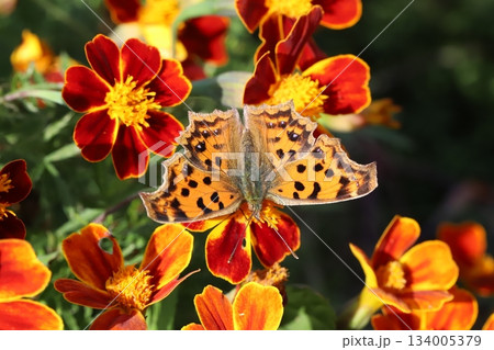 秋の庭に咲く赤いマリーゴールドの花の蜜を吸うキタテハ蝶 134005379