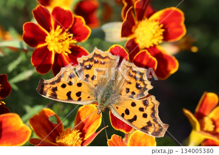 秋の庭に咲く赤いマリーゴールドの花の蜜を吸うキタテハ蝶 秋の庭に咲く赤いマリーゴールドの花の蜜を吸うキタテハ蝶 134005380