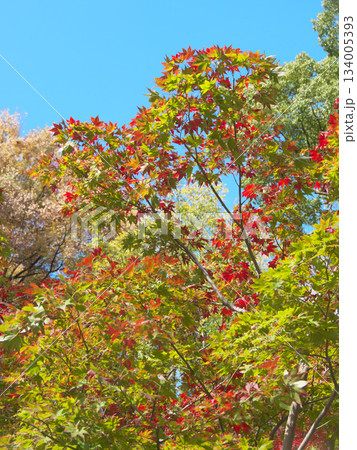もみじ谷の鮮やかな紅葉　　自然風景（2025年11月） 134005393