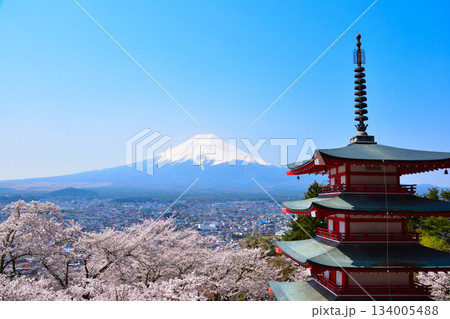 春　桜　新倉山浅間公園　 134005488