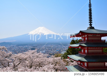 春　桜　新倉山浅間公園　 134005490