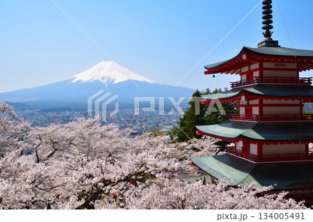 春 桜 新倉山浅間公園 春 桜 新倉山浅間公園 134005491