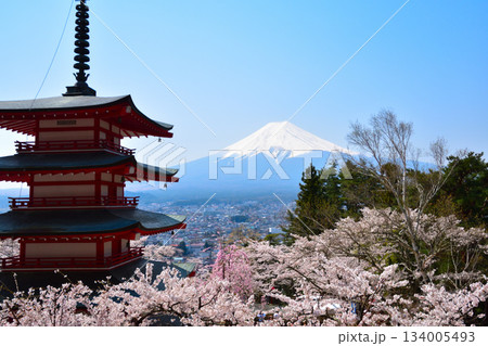 春　桜　新倉山浅間公園　 134005493