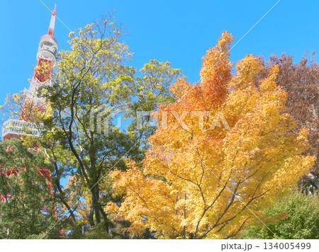 もみじ谷の鮮やかな紅葉と東京タワー 自然風景(2025年11月) もみじ谷の鮮やかな紅葉と東京タワー 自然風景(2025年11月) 134005499