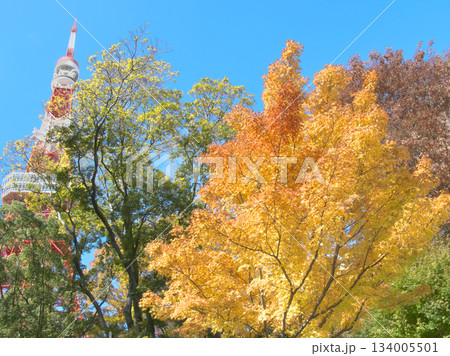 もみじ谷の鮮やかな紅葉と東京タワー 自然風景(2025年11月) もみじ谷の鮮やかな紅葉と東京タワー 自然風景(2025年11月) 134005501