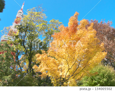 もみじ谷の鮮やかな紅葉と東京タワー　　自然風景（2025年11月） 134005502