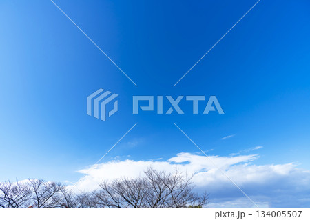 冬空と雲と木立 134005507