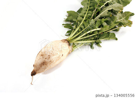 新鮮な泥付き大根 134005556