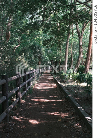 木漏れ日降り注ぐ新緑の公園の小道 木漏れ日降り注ぐ新緑の公園の小道 134005716