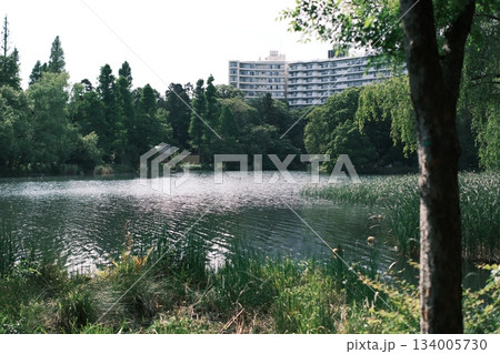 都会の喧騒を忘れる、きらめく水面と新緑が織りなす癒しの風景 都会の喧騒を忘れる、きらめく水面と新緑が織りなす癒しの風景 134005730