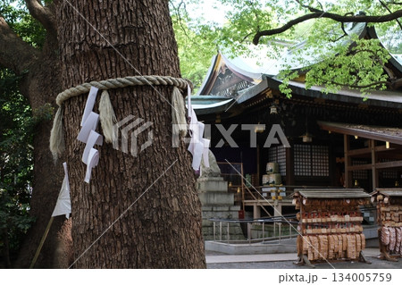 注連縄が巻かれたご神木から覗く古社と新緑の輝き 134005759