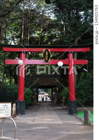 緑豊かな参道を彩る大宮八幡宮の朱色の鳥居、神聖な趣 緑豊かな参道を彩る大宮八幡宮の朱色の鳥居、神聖な趣 134005763