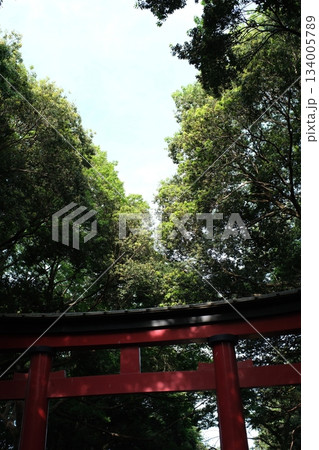 清々しい緑のトンネルを抜ける朱鳥居と夏の空 清々しい緑のトンネルを抜ける朱鳥居と夏の空 134005789