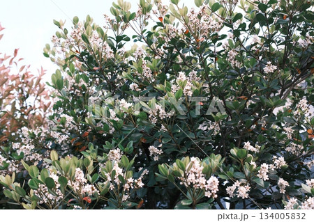 瑞々しい常緑の葉と小さな白い花々 134005832