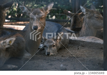 薄暗い場所で休息するシカの群れ。横たわる仔鹿と目を閉じる母ジカ 薄暗い場所で休息するシカの群れ。横たわる仔鹿と目を閉じる母ジカ 134005849