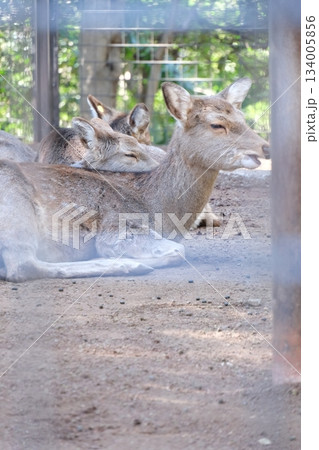 動物園の囲いで身を寄せ合って昼寝するシカたち 134005856