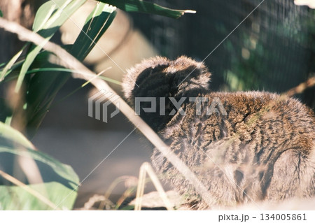 逆光で毛並みが輝くワイルドキャットの姿 134005861