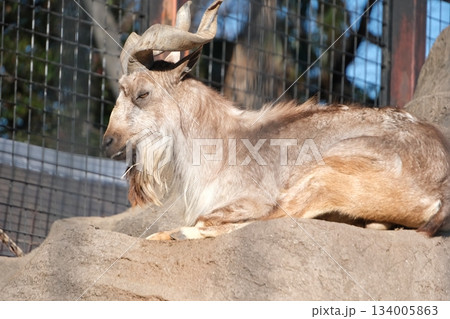 威厳あるねじれ角を持つマーコールが岩場で休息する姿 134005863