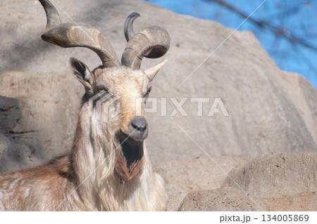 岩場に佇む雄大な螺旋角を持つマーコール 134005869