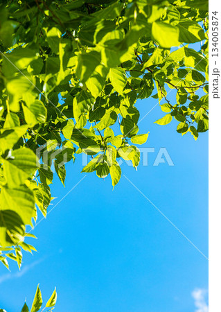 爽やかな新緑 134005874