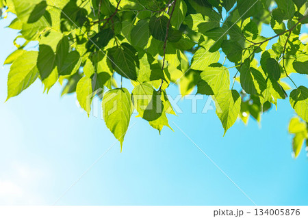 爽やかな新緑 爽やかな新緑 134005876