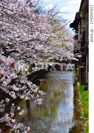 春　桜　京都　木屋町　高瀬川 134005921