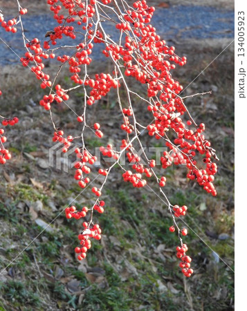 ウメモドキの実 134005923