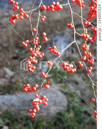 ウメモドキの実 134005924