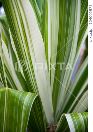 Green leaf pattern, alternating, nature background image 134005975