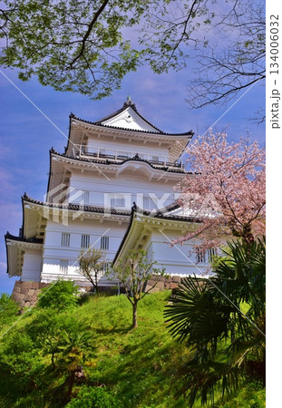 小田原城　春の彩り 134006032