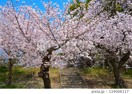 春 桜 乙川河川緑地 春 桜 乙川河川緑地 134006117