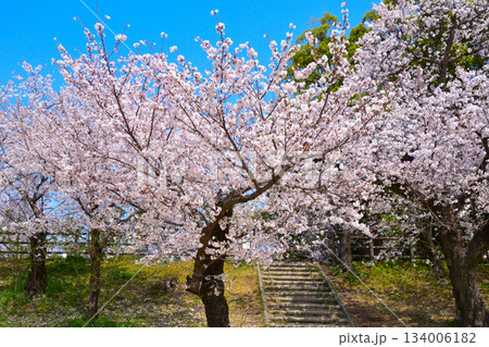 春 桜 乙川河川緑地 春 桜 乙川河川緑地 134006182