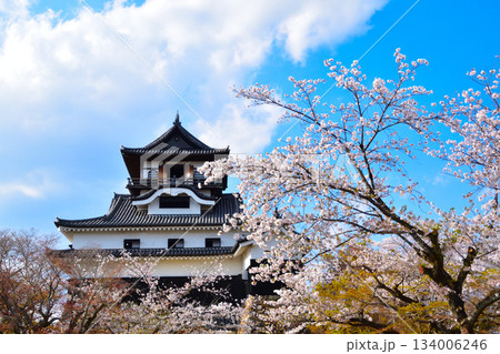 春 桜 犬山城 春 桜 犬山城 134006246