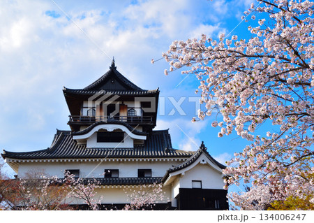 春　桜　犬山城 134006247