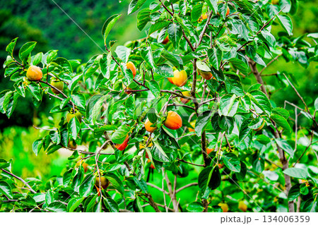 Persimmon tree with Ripe orange persimmons fruit in autumn garden in Korea Persimmon tree with Ripe orange persimmons fruit in autumn garden in Korea 134006359