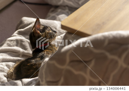サビ猫 134006441