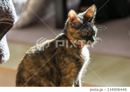サビ猫 134006446