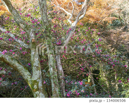 山に咲いた山茶花 山に咲いた山茶花 134006506
