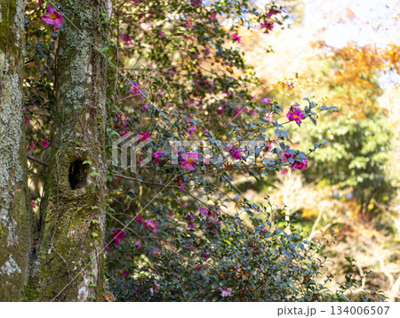 山に咲いた山茶花 134006507