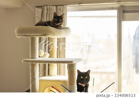 サビ猫と黒猫 サビ猫と黒猫 134006513