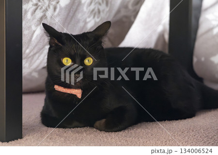 黒猫 黒猫 134006524