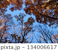 青空と紅葉した杉2 134006617