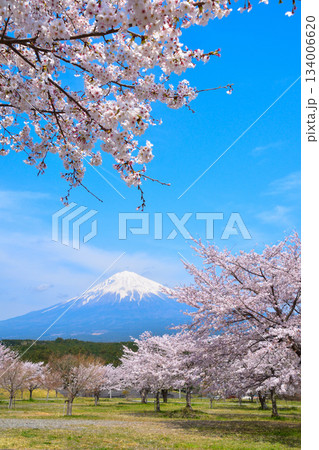 春　桜　富士山　大石寺公園 134006620