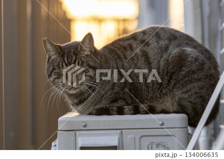 野良猫 野良猫 134006635