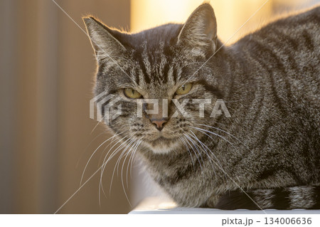 野良猫 野良猫 134006636